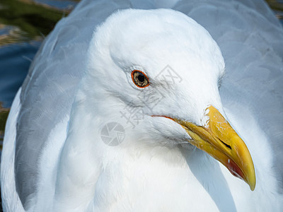 白海鸥动物群黄色白鸟白色游泳反射海鸟野生动物海鸥公园图片
