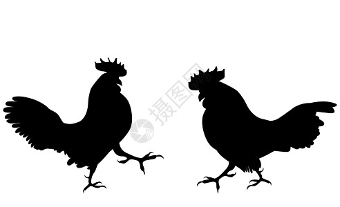 白色背景下的两只斗鸡 矢量插图图片