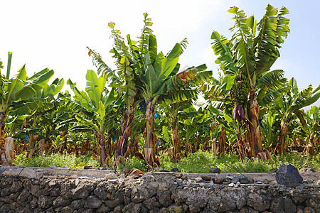 加那利群岛特内里费香蕉种植石头叶子植物岩石花园太阳树木农舍假期水果图片