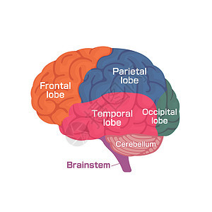 人脑解剖结构的矢量图解图片