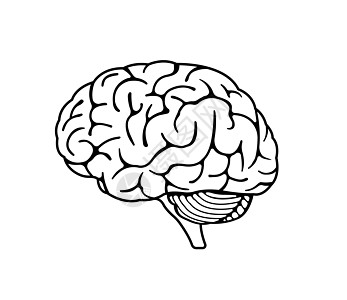 矢量图的人类 brai教育解剖学头脑知识小脑插图下丘脑创造力记忆生物学图片