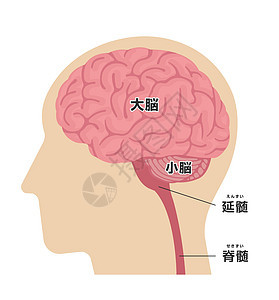 矢量图的人体头部解剖结构日本图片