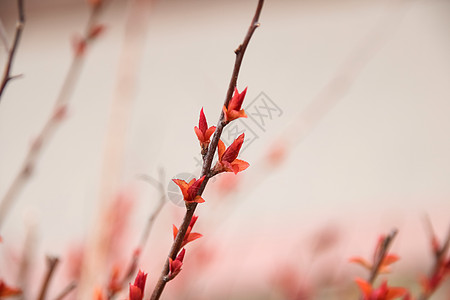 红花在灌木丛的光露树枝上季节浆果药品花瓣植物群树篱花园森林草本植物植物图片