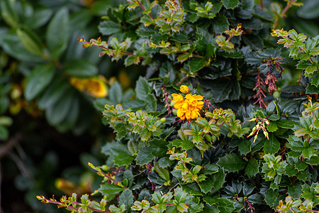 A Bush的一群小黄花团图片