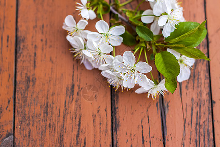 一朵白色的鲜花在黑色的 破旧的铁制木板上 樱桃树花 选择性的焦点乡村花枝面包盘子糕点奶奶杯子甜点白花美食图片