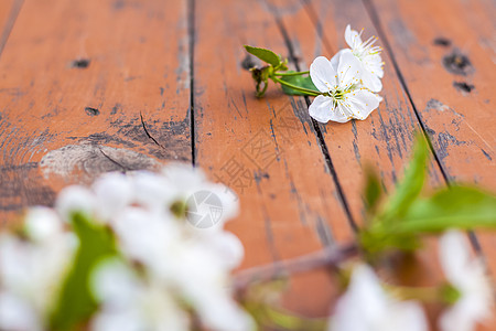 一朵白色的鲜花在黑色的 破旧的铁制木板上 樱桃树花 选择性的焦点樱桃花食物乡村居住馅饼国家糕点馒头甜点花枝图片