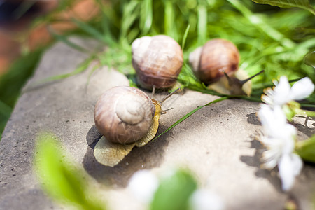 白色大蜗牛和棕色斑纹的贝壳 在太阳下的岩石上爬行 Snail特写  在自然环境中荒野环境野生动物苔藓旅行场地宏观花园远足自然保护图片