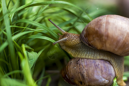 白色大蜗牛和棕色斑纹的贝壳 在太阳下的岩石上爬行 Snail特写  在自然环境中野生动物栖息地动物环境苔藓远足荒野旅行宏观自然保背景图片