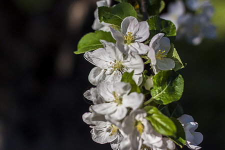 苹果树在阳光明媚的日子里盛开 映衬着明亮的蓝天 自然花卉季节性背景 美丽的开花的苹果园 春日花朵树叶风格季节白花螃蟹花序装饰农场图片