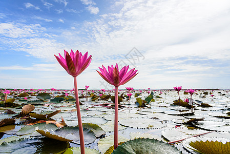 泰国池塘中的两朵红莲花图片