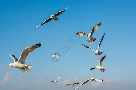 海鸥在蓝天空中飞翔天空飞行翅膀荒野野生动物翼展海鸟自由地平线天堂图片