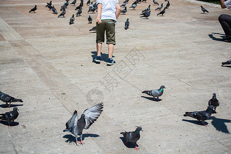 小孩在饥饿的鸽子群中 在街上喂养荒野翅膀生存正方形生活摄影公园斗争街道飞行图片
