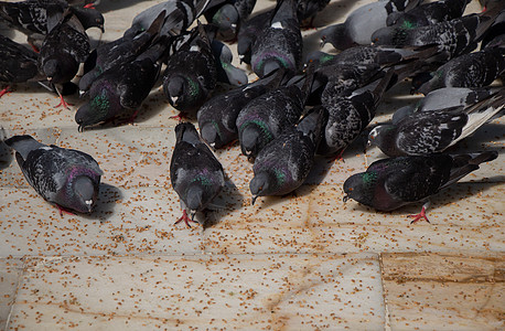饥饿的鸽子群在街上进食摄影面包城市生活正方形鸽子飞行荒野斗争公园图片