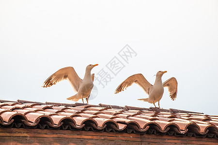海鸥像海鸟一样 站在一栋房子的屋顶上动物羽毛荒野飞行自由翅膀建筑天空鸟类旅行图片