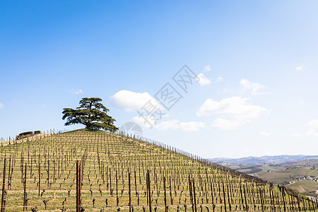 意大利皮埃蒙特地区的Barolo和Barbaresco农村 种植红酒葡萄的藤园 Unesco场地农村天空栽培风景藤蔓葡萄丘陵山坡图片