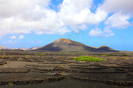 对西班牙加那利群岛 西班牙和欧洲兰萨罗特火山岛Lanzarote的La Geria葡萄酒种植的景象图片