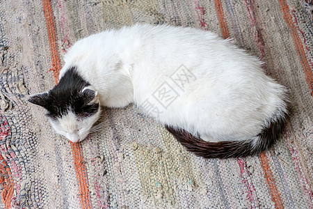 一只猫睡在乡下院子里的垫子上图片
