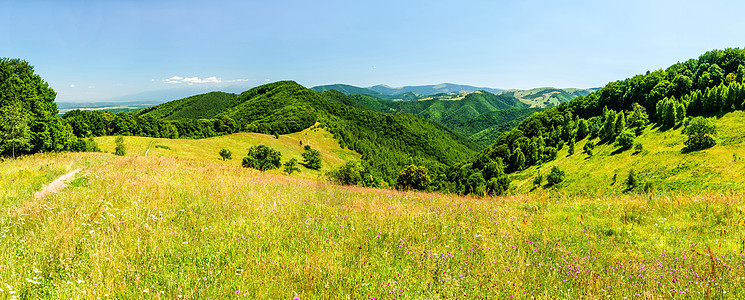 春花田阳光荒野场地植物季节太阳植物群植物学花园生长图片