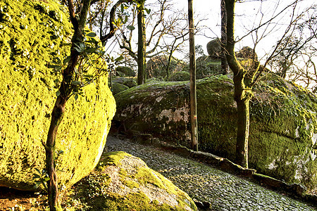 在Guimaraes的Penha圣墓 林丛林与巨大岩层形成蕨类环境野生动物旅行叶子松树旅游木头小路冒险图片