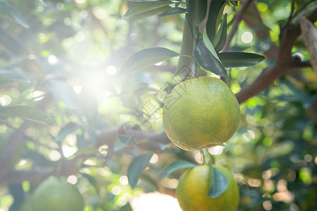 橙色花园果园树上鲜熟的橘子红番茄柑橘农业太阳森林树林热带晴天植物阳光果汁水果图片