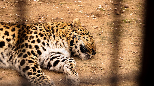 在动物园笼子里的豹 野兽睡在地上图片