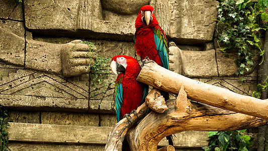 两只红鹦鹉在树枝上的金刚鹦鹉 丛林背景图片