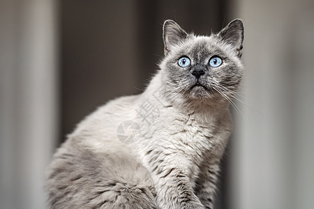 老灰猫 有刺穿蓝眼的蓝色眼睛 坐着 浅深的野外照片图片