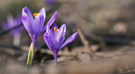 野生紫色和黄色的花朵生长在树荫 干草和叶子周围图片