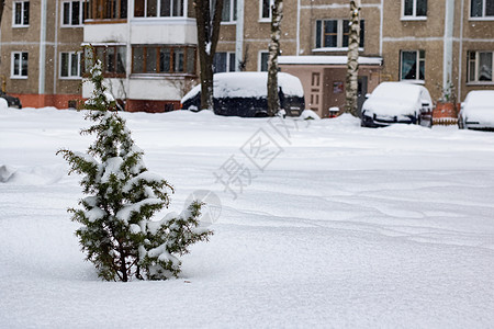 在草原的雪中小小生芽图片