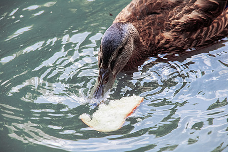 鸭子在蓝水中吃面包图片
