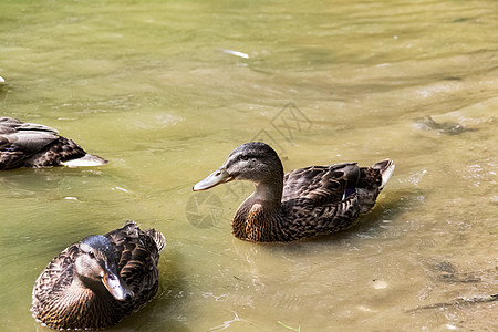 许多鸭子在一条河流上的肮脏绿水中游泳动物荒野动物群羽毛银行野生动物绿色波纹风景动物学图片