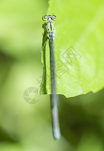 绿叶上小针尾龙尾的紧贴细节花园昆虫蜻蜓尾巴条纹蛾科翅膀胸部漏洞野生动物图片