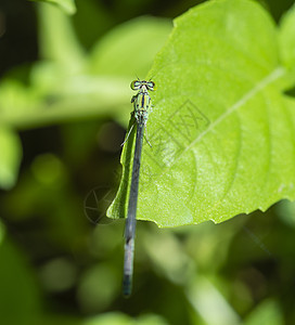绿叶上小针尾龙尾的紧贴细节动物群蜻蜓植物荒野黑色农村腹部自然叶子漏洞图片
