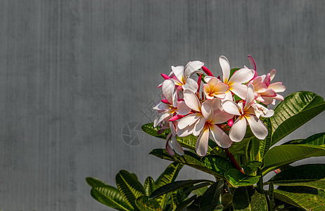 绿叶背景的白色粉红色梅花团Lielawadee花朵Lealafadee热带植物学鸡蛋花叶子植物群花束植物生长优美温泉图片