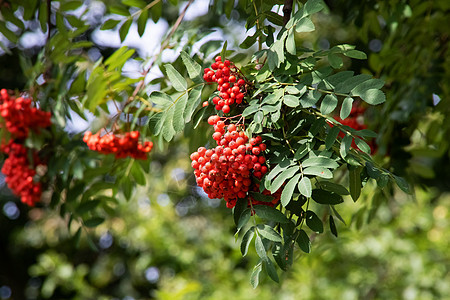 一片山灰 绿树丛中水果叶子橙子季节团体红色荒野植物植物群康复图片