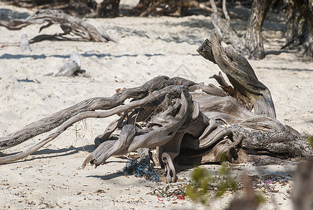海滩上的旧木头森林海滨树叶树枝背景图片
