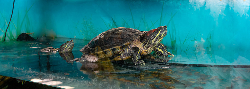 在水族馆的水中游泳的红毛滑滑板;在水里游动图片