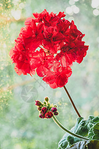 日光明亮时红色花朵生长植物日落装饰花序花园农村花瓣窗户村庄图片