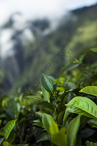 斯里兰卡 亚洲 美丽的新鲜绿色茶叶种植园场地农场农村爬坡旅行热带季节植物农业阳台图片