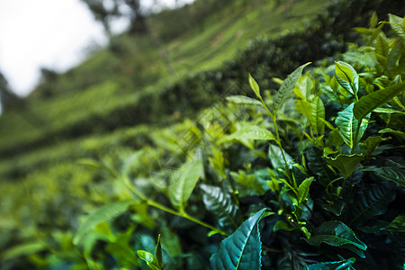 位于斯里兰卡的新绿茶园植物农业农田爬坡场地阳台栽培环境叶子季节图片