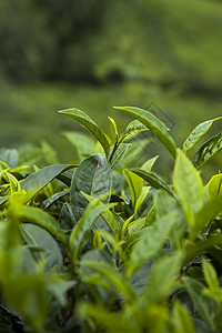 绿茶种植田植物阳台农村花园种植园农场季节热带农业旅行图片