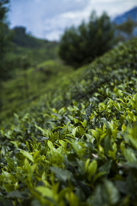 亚洲 斯里兰卡 美丽的新鲜绿色茶叶种植园阳台农业爬坡花园栽培旅行叶子风景场地农村图片
