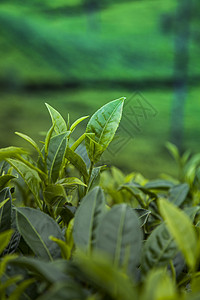 位于斯里兰卡的新绿茶园热带农场旅行植物花园环境树叶叶子季节农田图片