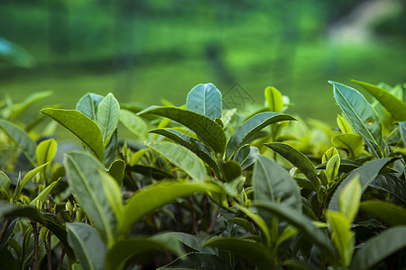 茶海位于斯里兰卡的新绿茶园场地热带农业农场植物叶子爬坡农村花园风景背景