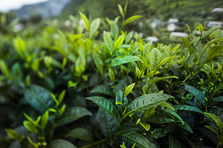 位于斯里兰卡的新绿茶园农田爬坡农业植物场地栽培花园种植园风景旅行图片