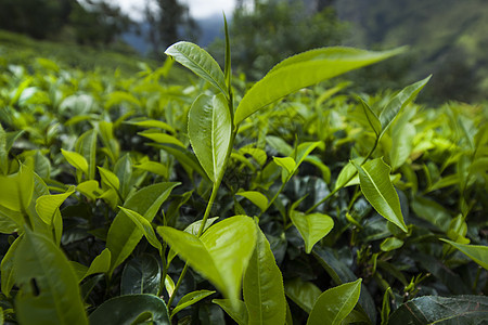 斯里兰卡 亚洲 美丽的新鲜绿色茶叶种植园场地树叶热带叶子农田风景农场旅行农业阳台图片