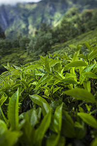 斯里兰卡 亚洲 美丽的新鲜绿色茶叶种植园爬坡农村花园风景热带农田栽培旅行植物叶子图片