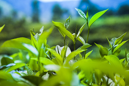 美丽新绿色茶叶种植园阳台风景旅行叶子栽培场地农田爬坡季节热带图片