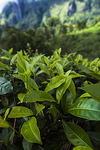 斯里兰卡 亚洲 美丽的新鲜绿色茶叶种植园爬坡季节农村植物风景栽培场地树叶花园热带图片