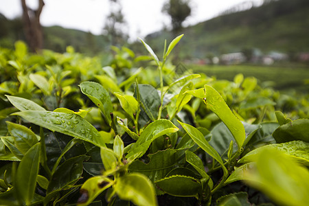 茶海位于斯里兰卡的新绿茶园季节植物叶子种植园环境农村场地栽培风景热带背景